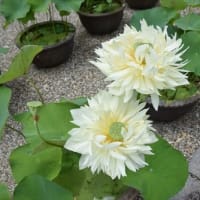 喜光寺の蓮