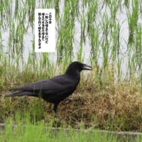 幼鳥だったカラスが。。。