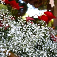 【６月草月流花手水】のご紹介🌺