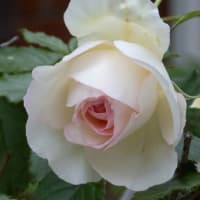 ●散歩で薔薇　　ピンクの豪華なバラ(鏡花）　　ピエール・ドゥ・ロンサール　赤　黄色