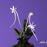 富貴蘭「呑　海」の花(過去の画像倉庫から)