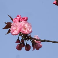 鴛鴦桜（ｵｼﾄﾞﾘｻﾞｸﾗ）開花