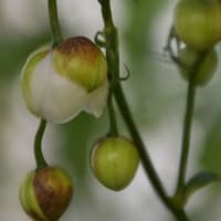 庭で咲く花たち　睡蓮の花が開く　　　60