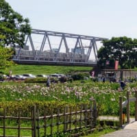 小岩菖蒲園