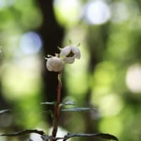 治療の合間に花散策！（イチヤクソウとウメガサソウ、トキソウと！）