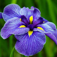 明治神宮の花菖蒲園にて