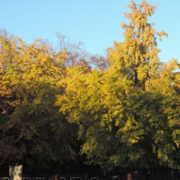 都立 光が丘公園 その３