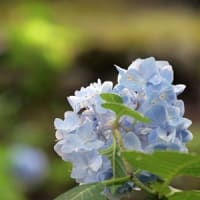 21世紀の森の紫陽花①