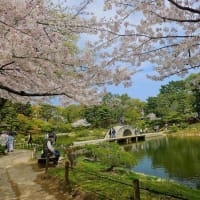 2024桜だより⑤🌸　縮景園