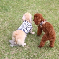 fogの夏リネン②・・・