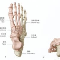 足の小指の痛み〜３０代女性