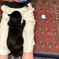 今日のにゃんこ