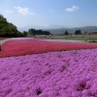 堀之内の芝桜