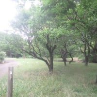 夏至も過ぎ梅雨空になり蒸し暑い