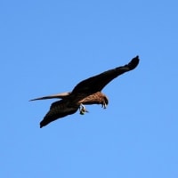 05/12探鳥記録写真：はまゆう公園の鳥たち（ウグイス、ホオジロ、カワラヒワ、トビの飛翔、）
