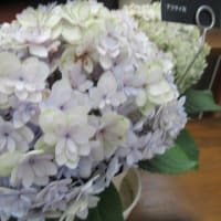 植物園のアジサイ展と園芸店のアジサイ