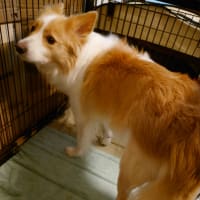 🐾また発作、薬を飲んでからは２回目🐾