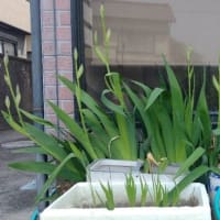 菖蒲の発育が良い