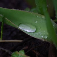 今日の庭 雨上がりが綺麗でした