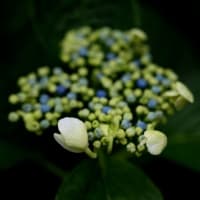 梅雨来る！紫陽花咲く！