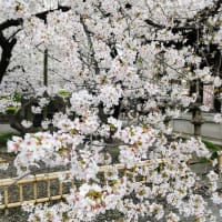 諏訪山吉祥寺の桜（その4）