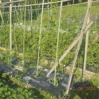 トマトの脇芽の挿し木　活着して大きくなってきたので支柱を立てました