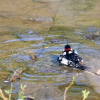 アカゲラの水浴