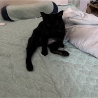 すたこらさっさｗ