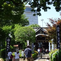 白山神社の「文京じさいまつり」、6月8日（土）～16日（日）！一足先に行ってきました。