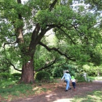 小石川植物園　子どもたちは遊ぶ