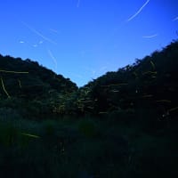 【ヘイケボタル】