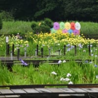 花菖蒲の季節