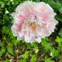 花楽の里