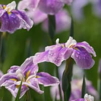 馬見丘陵公園のの菖蒲園と紫陽花