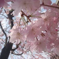 2015・しだれ桜