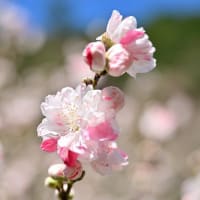 仁淀川春の花巡り「久喜の花桃」