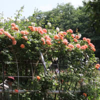 令和元年　与野公園のバラ