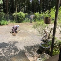５月の日記２０　井戸埋め、草むしり、広大生