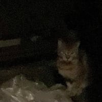 セントポーリアは咲きやまない&野良猫ちゃん