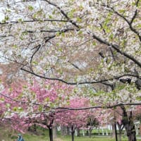 桜のシーズンも　そろそろおしまい・・・