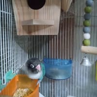 新居にやっと引っ越したチロ