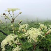 【伊吹山 ②】 少しだけ登山な気分