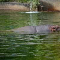 東動植物園-ショクダイオオコンニャク-2