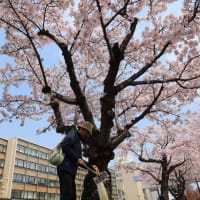 今年はサクラ長持ち