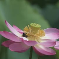 鶴舞公園の胡蝶ヶ池-蓮の花-2