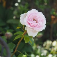 小さな庭で育てる初めての薔薇”プチトリアノン”