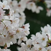 桜、ついに開花！ 雨の日に作ったフォト動画