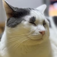 ブログお引っ越しやめました