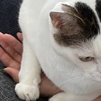 簡単更新　ぼたんの手
