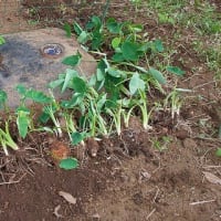 5月23日・サトイモ種芋！